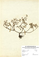 藏品(石板菜)的圖片